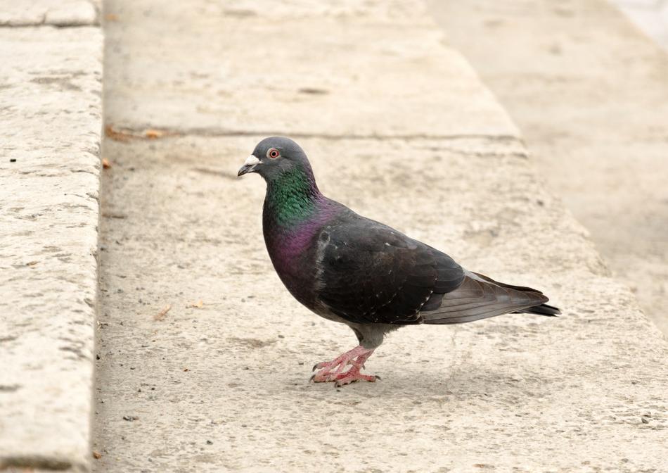 Dove Animal Bird