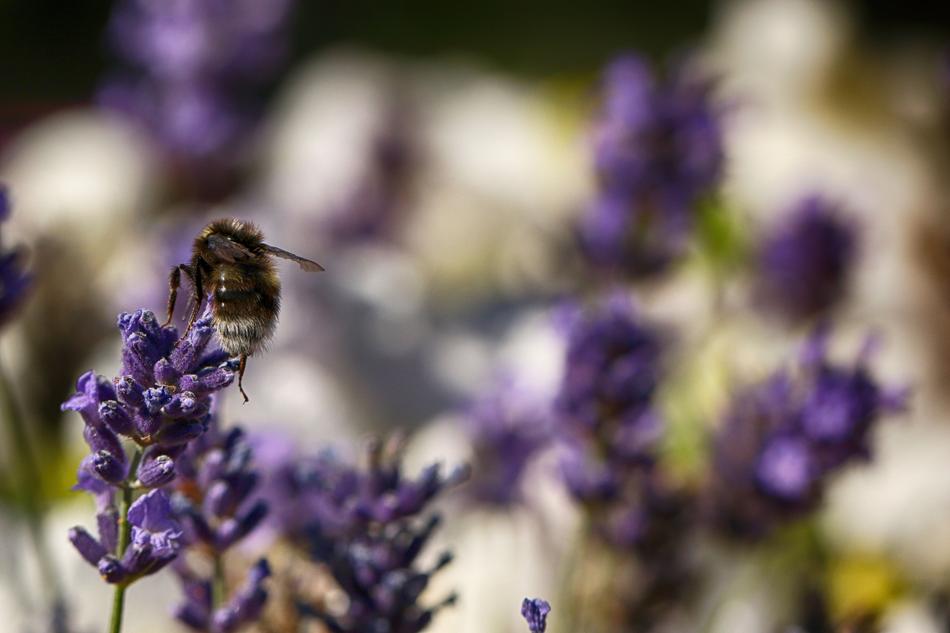 Bumblebee Insect Macro