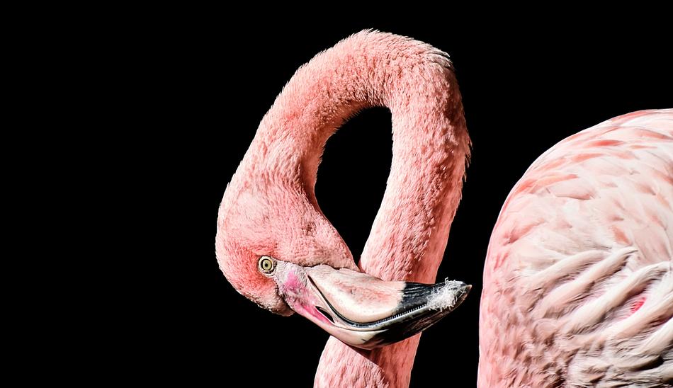 a beautiful pink bird