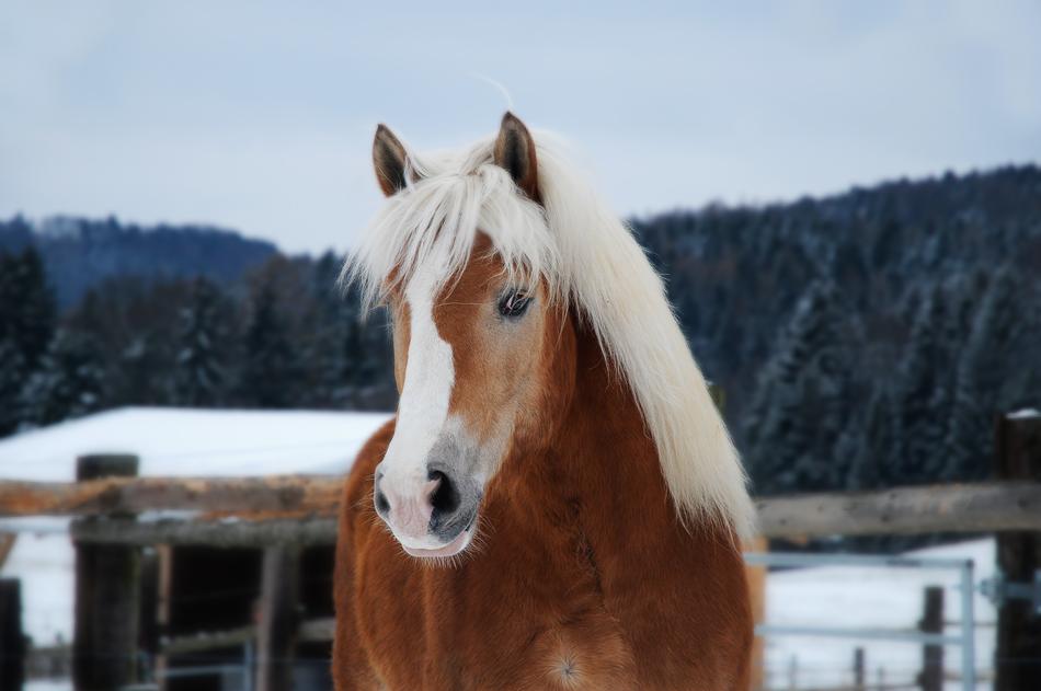 Horse Haflinger Portrait