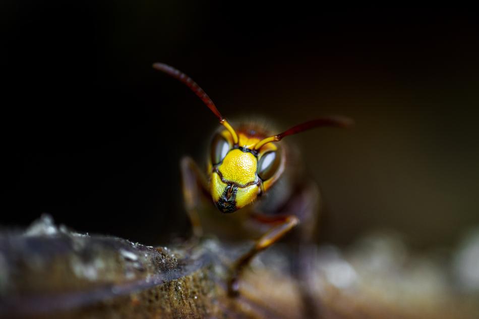 Wasps Wasp Insect