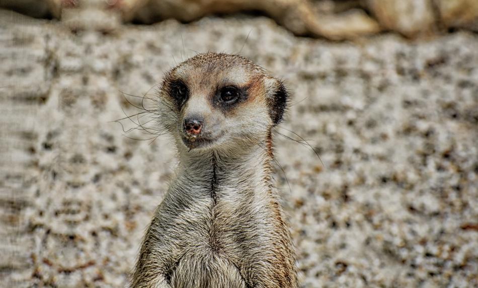 wild meerkat on the beach