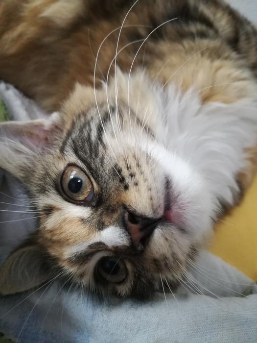 Cat Cute Whiskers
