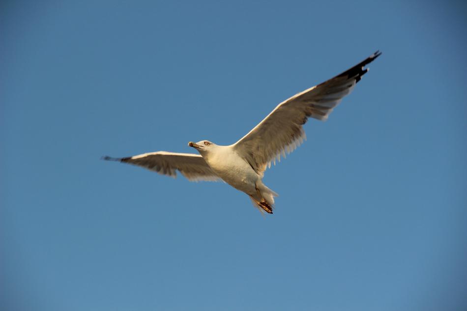 Sky Bird Fly
