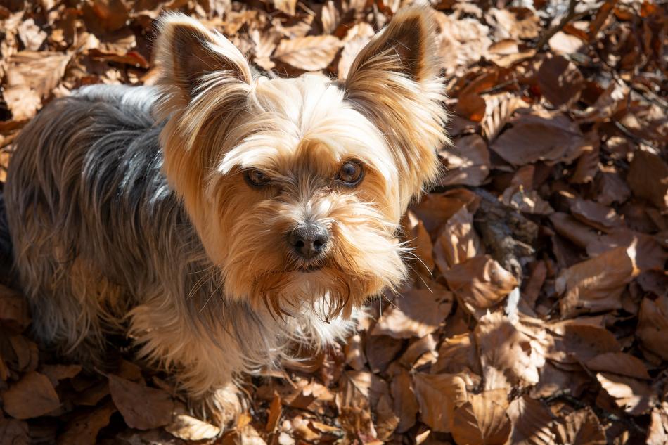 Angry fluffy dog in the fall foliage
