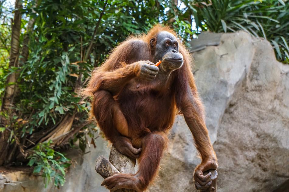 Chimpanzee Fur Animal