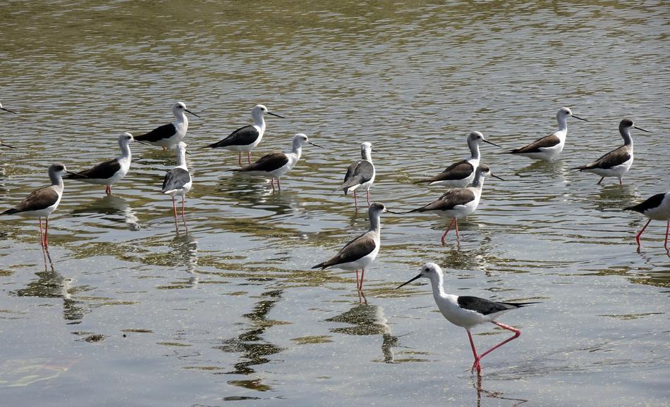 Bird Black-Winged Stilt Flock
