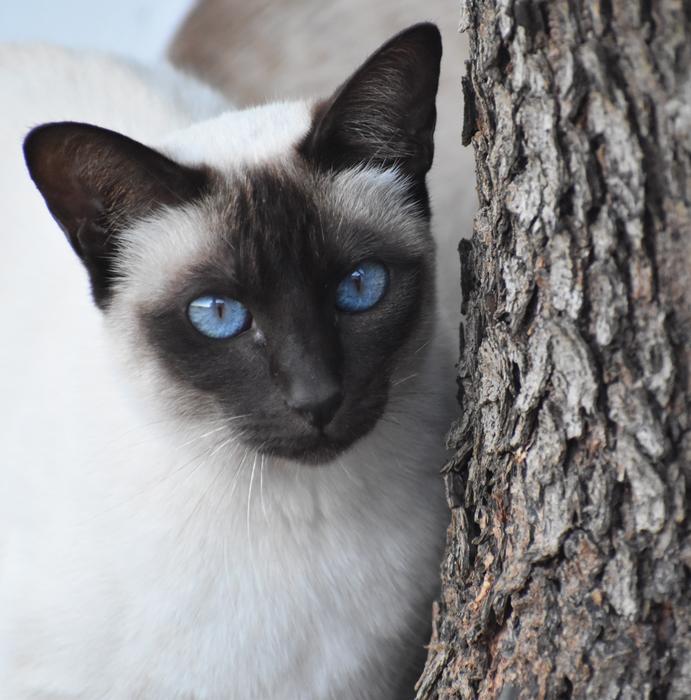 Cat Cute Portrait