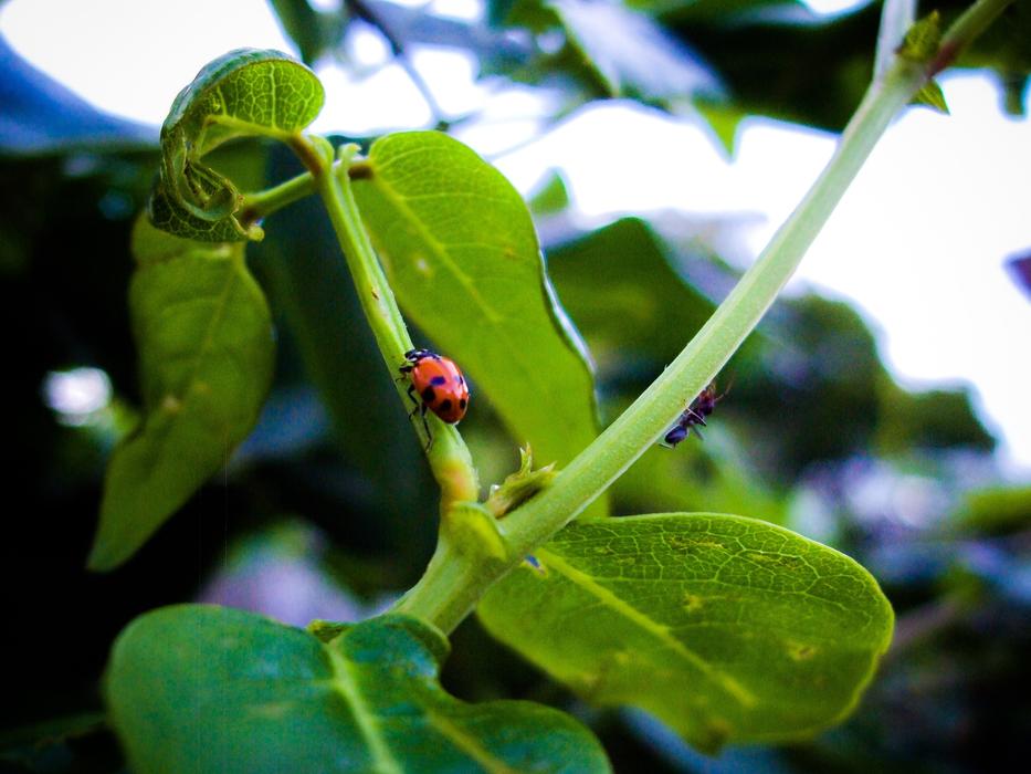 red leaf beetle