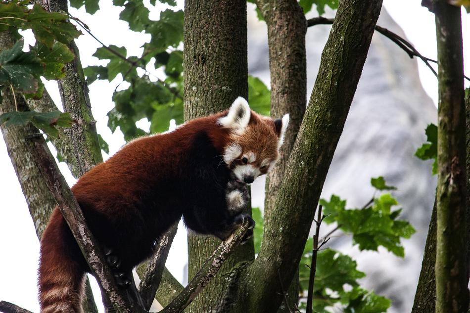 Panda Animal Tree