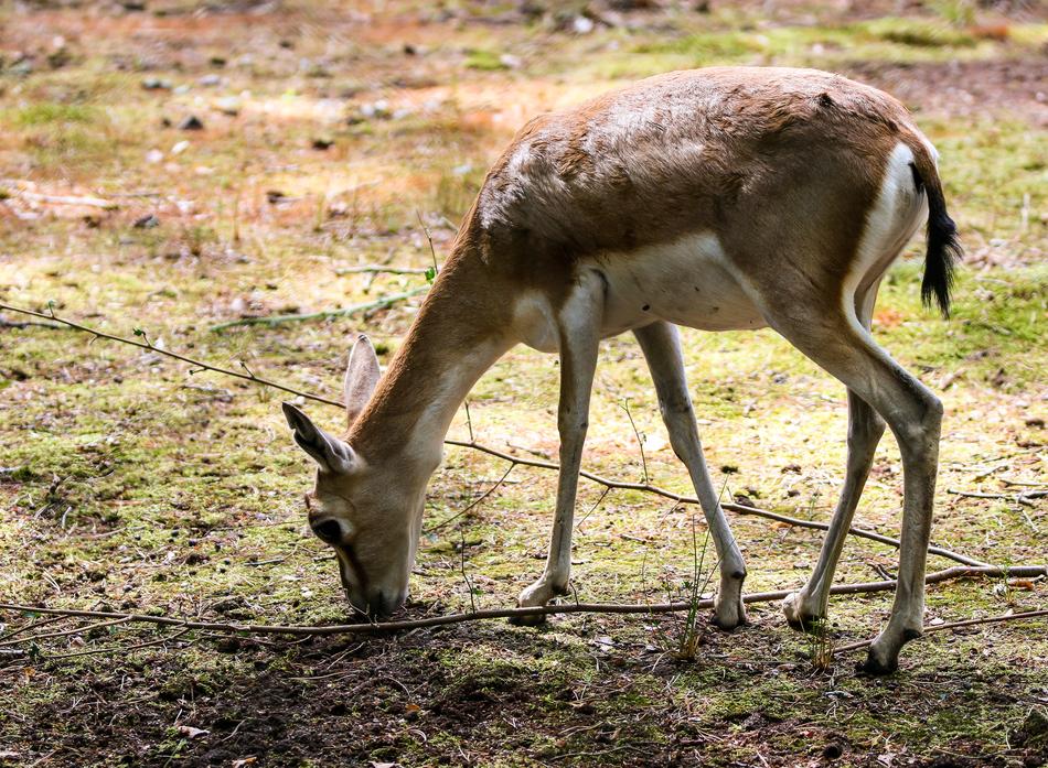 Animal World Gazelle Goiter