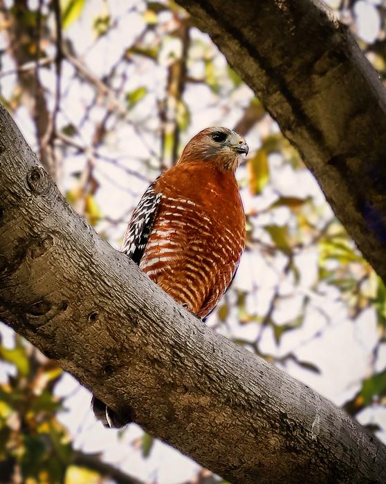 Hawk Wildlife Bird