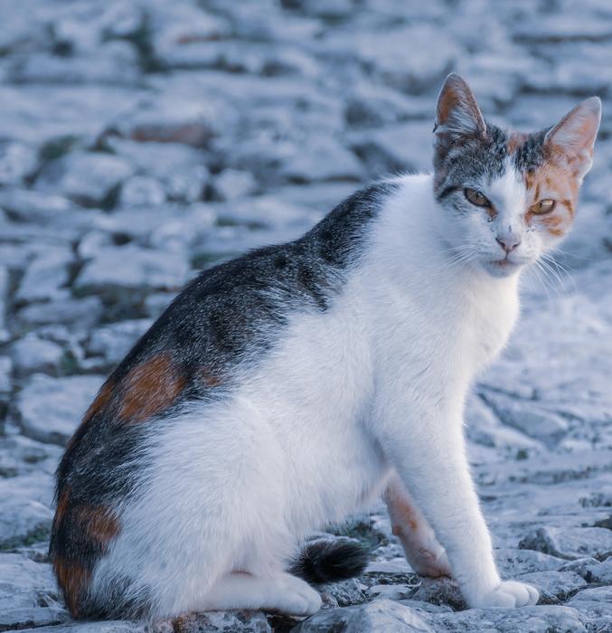 Cat Cute Pet