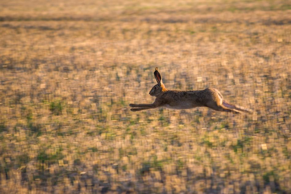 Hare Field Race