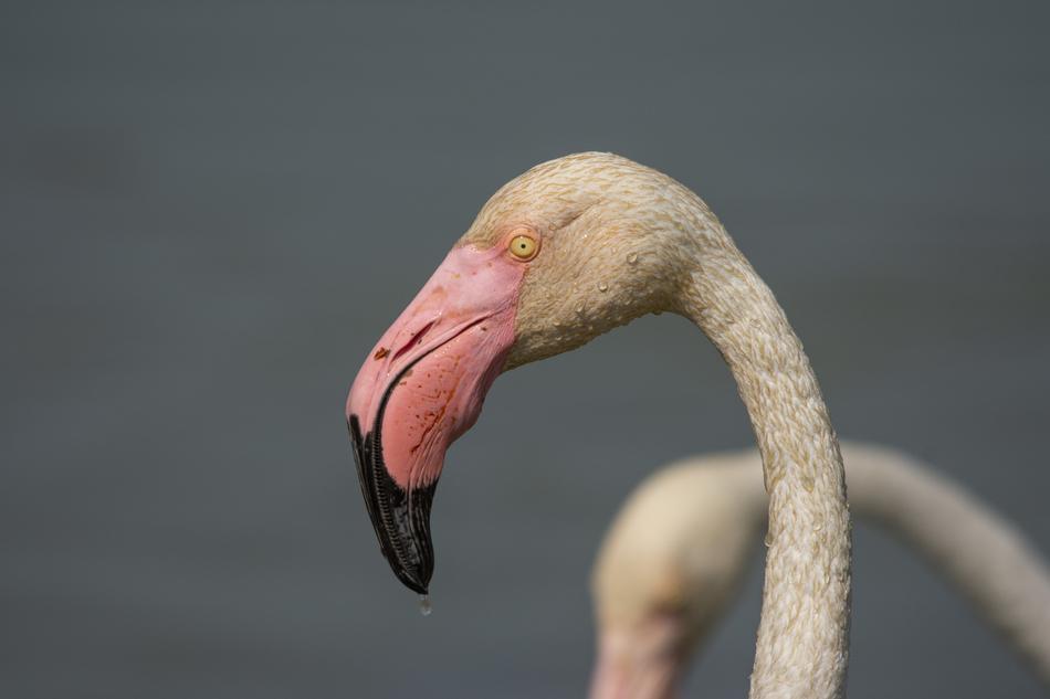 white flamingo with a pink beak