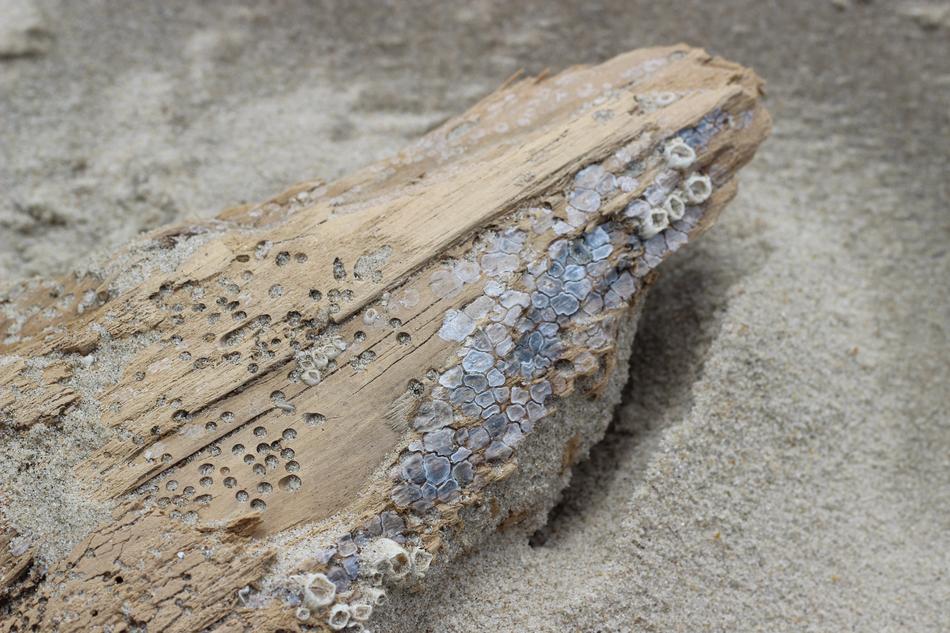Beach Wood Sea