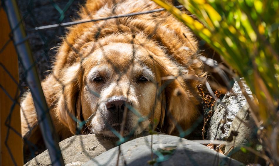 Animal Dog Golden Retriever