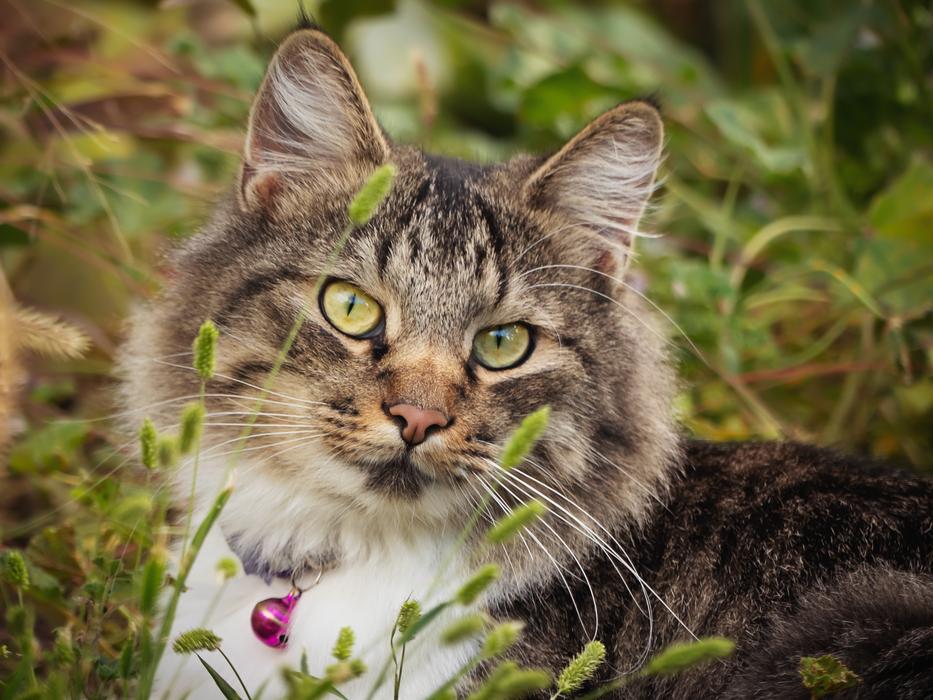 Cat Animal Nature
