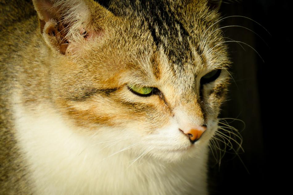 Cat Feline Pet