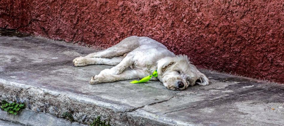 fluffy dog sleeping