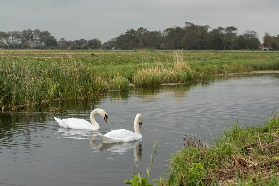 Swan Swans Stately