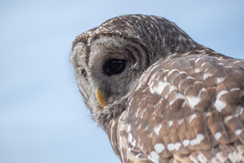 beautiful owl in fluffy plumage