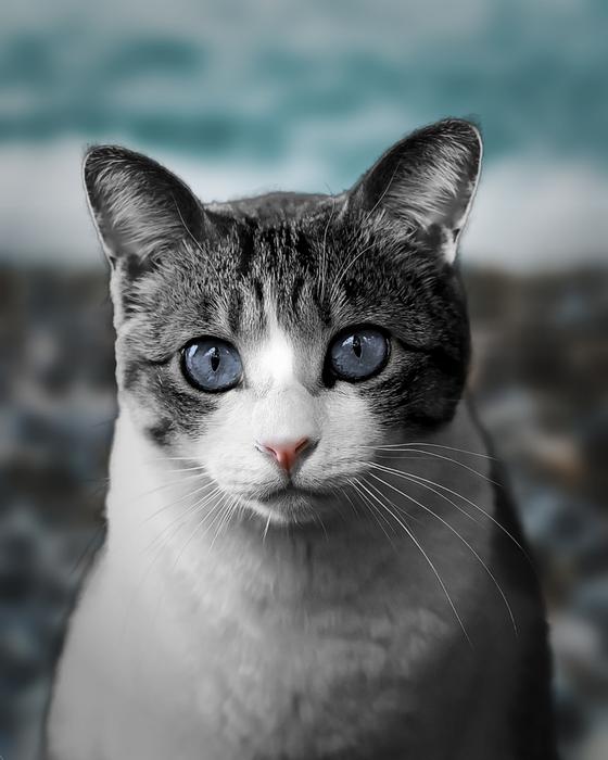 Cat Eyes Pet