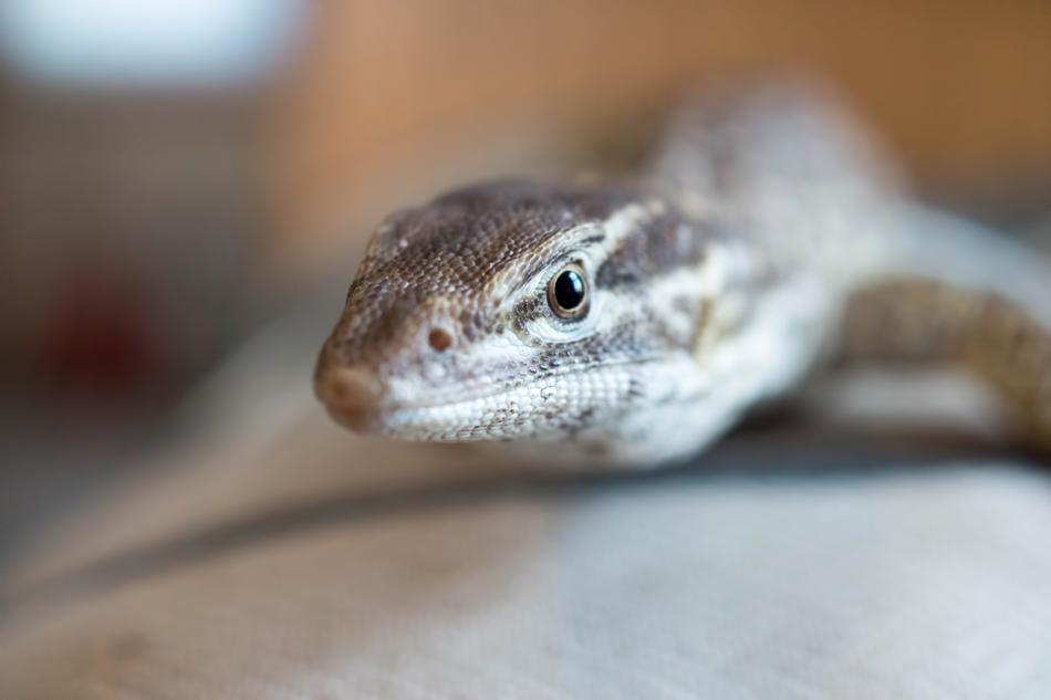 Lizard Monitor Ackie