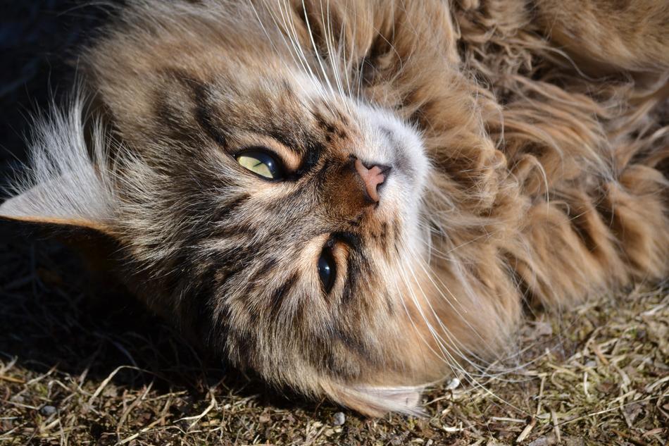 Animal Cat Longhair