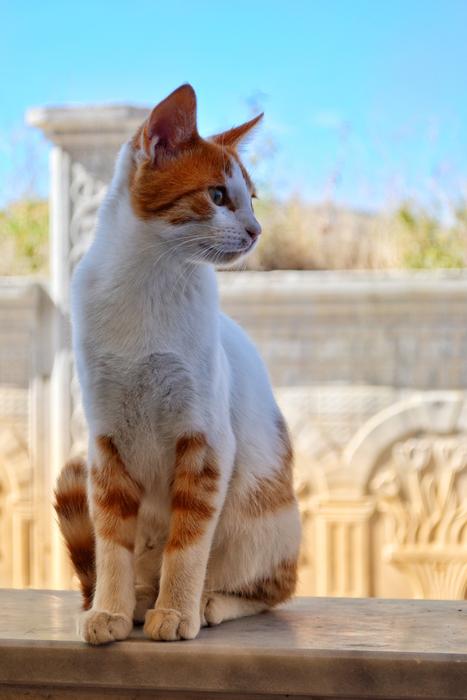 Cat Animal landscape macro