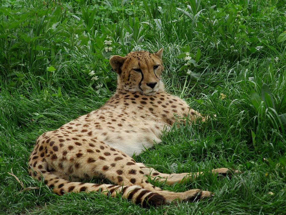Cheetah Big Cat