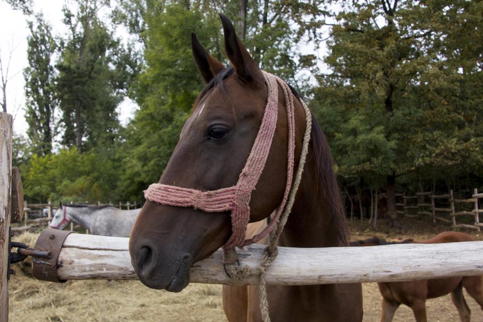 Hungary Horse Head