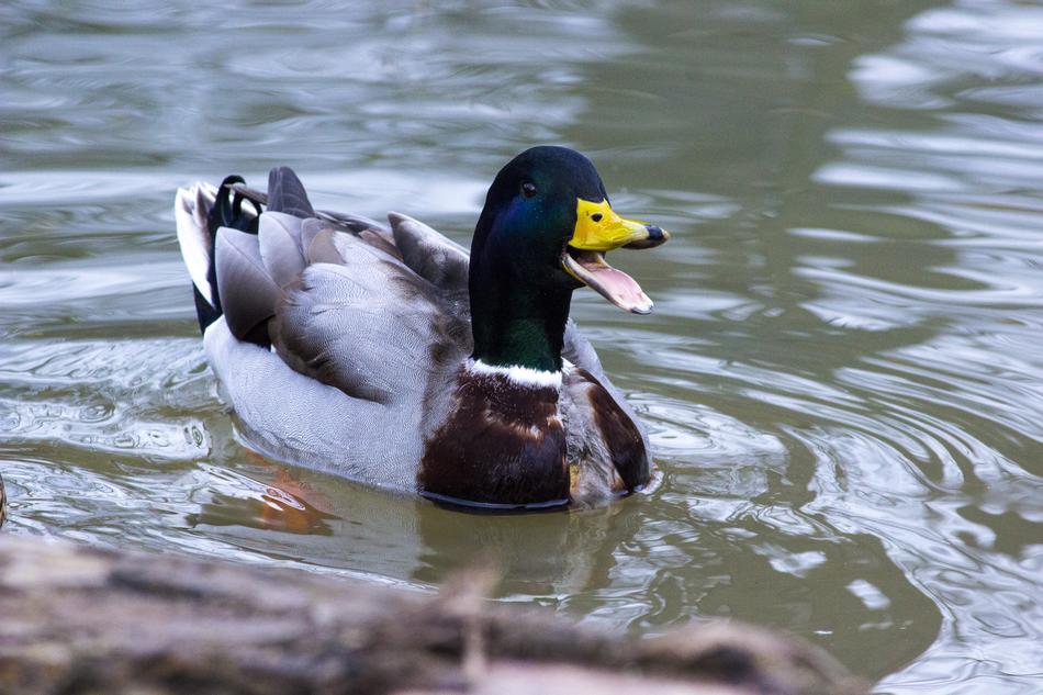 Duck Animal Nature