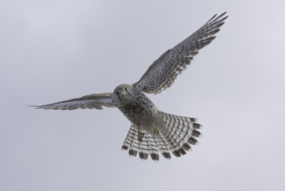 Bird Falcon Of
