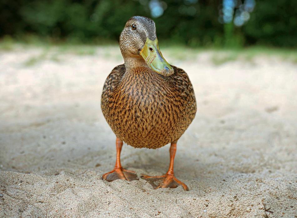wild duck on the beach