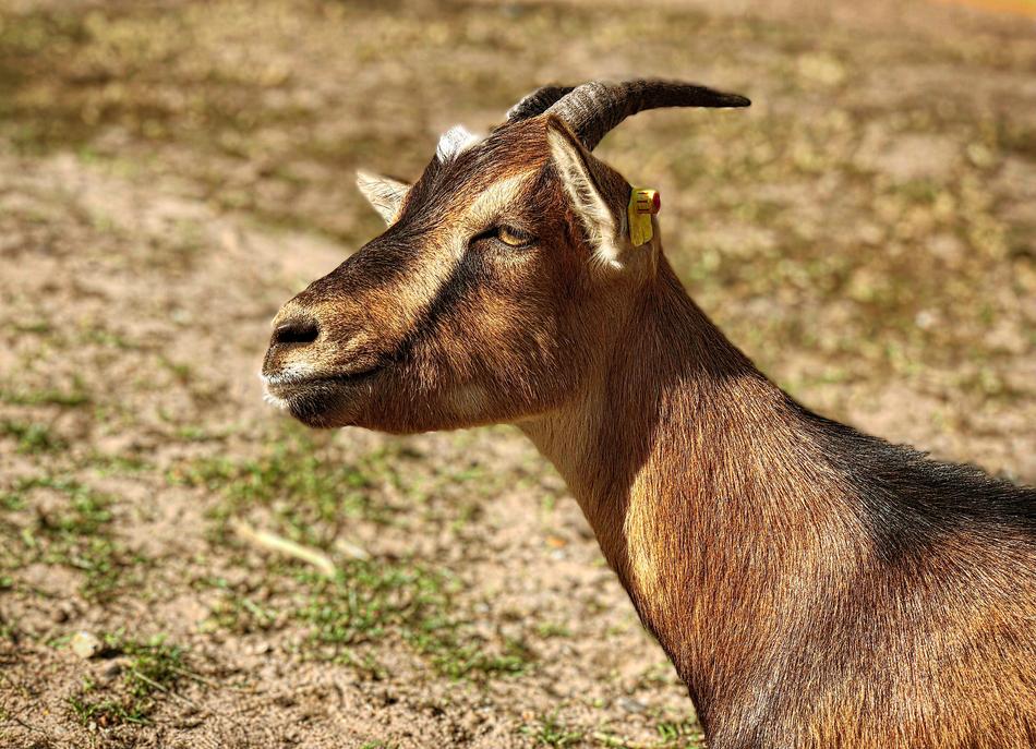 Goat Horns Mammal Domestic