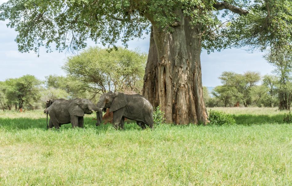 Elephant Safari Africa