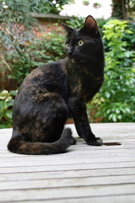 Cat Domestic Tortoise Shell