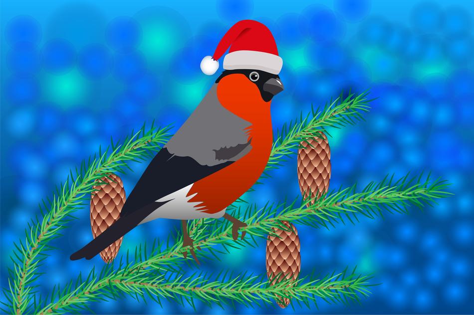 bullfinch bird nature tree animals