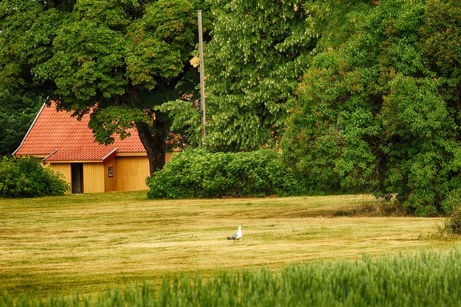 Farm Old Seagull