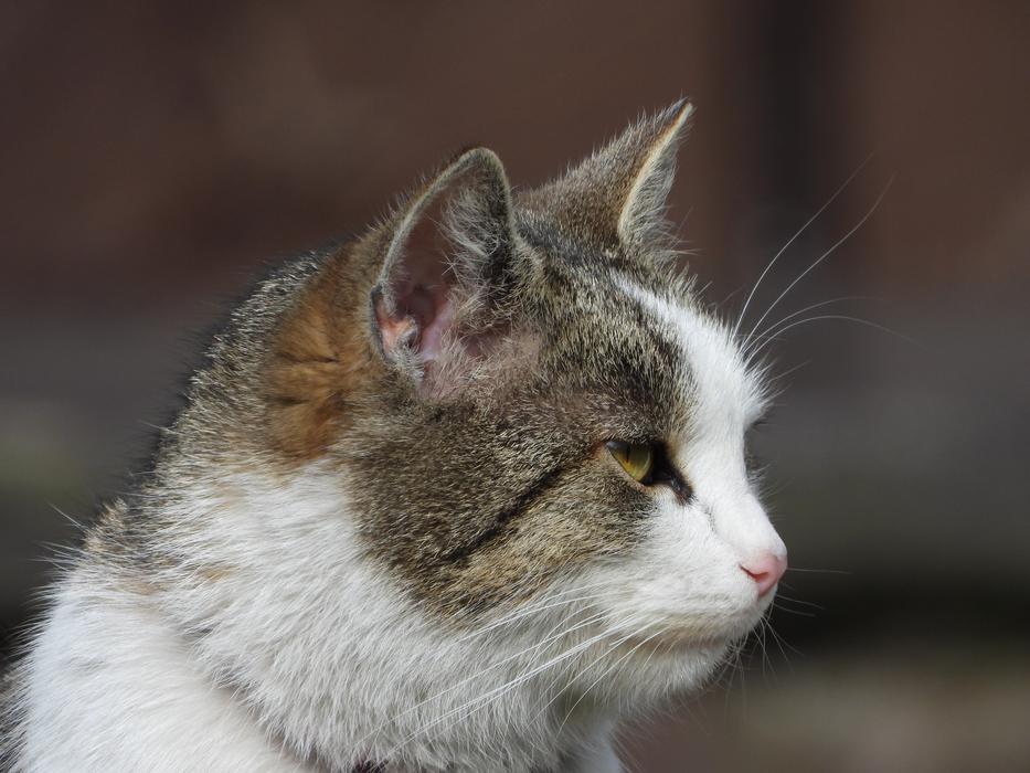 Cat Kitten Dachowiec