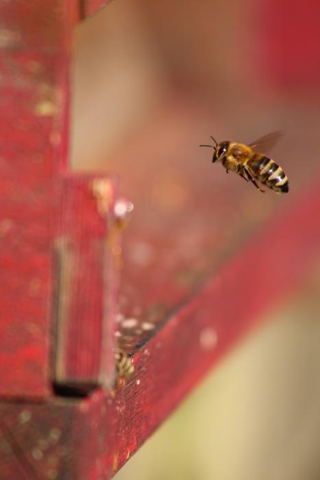 flying bee near the red fence