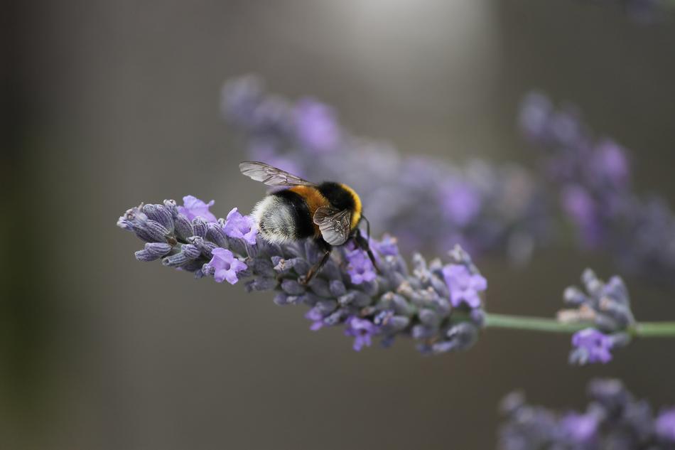 Fictional Hummel Insect
