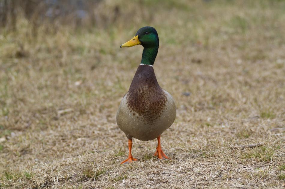 Animal Duck Nature