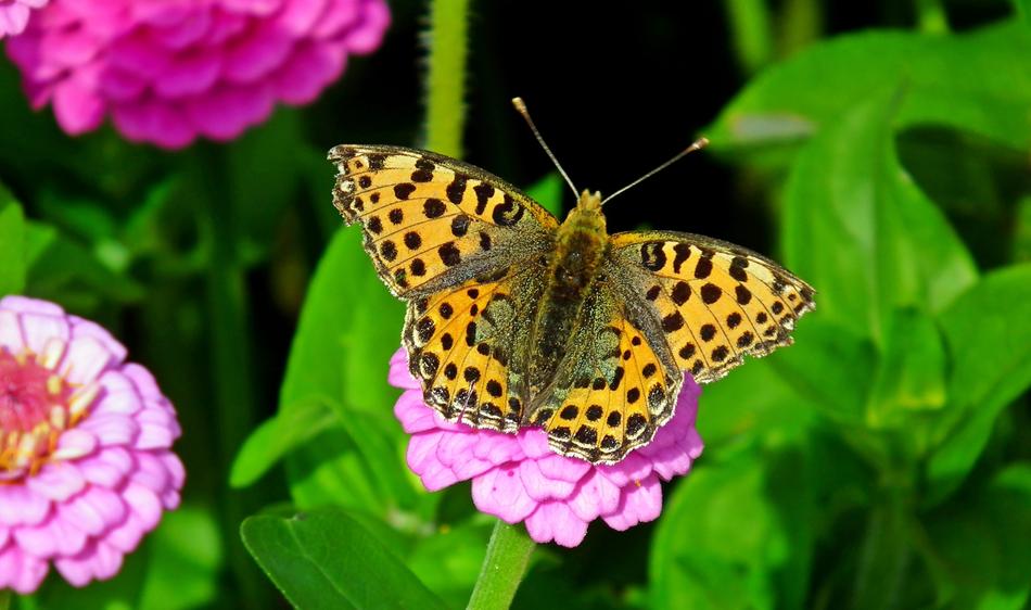 Butterfly Insect Nature