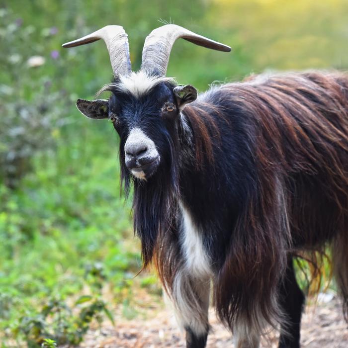 Goat Domestic Animal