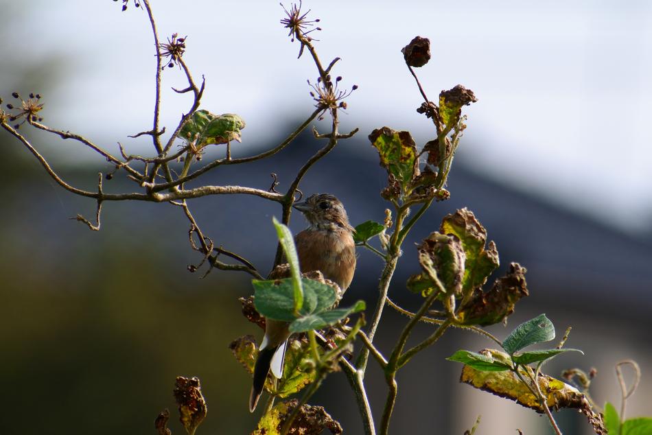 Animal Wood Wild Birds Little