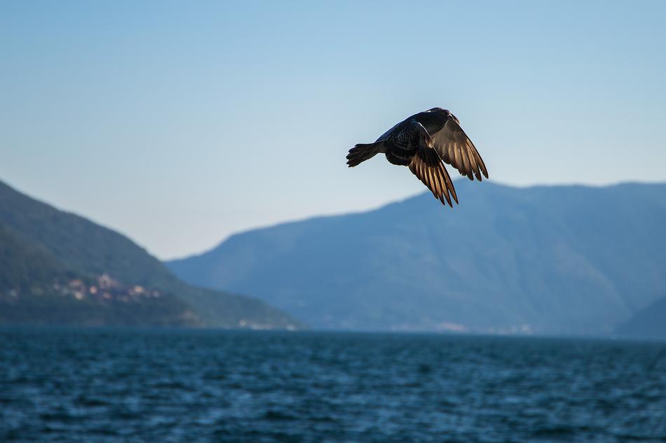 flying bird over the sea