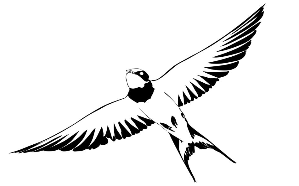 swallow bird nature