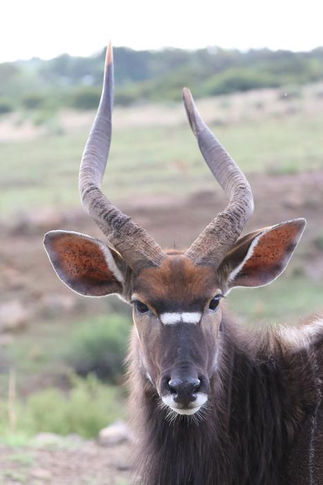 Nyala Antelope Males